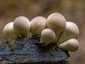 Körtealakú pöfeteg (Lycoperdon pyriforme), Visegrádi-hegység